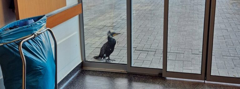 Als ein Kormoran an die Tür klopfte